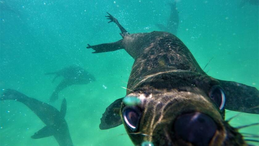Seal face underwater Offshore-Adventures-Plettenberg-Bay